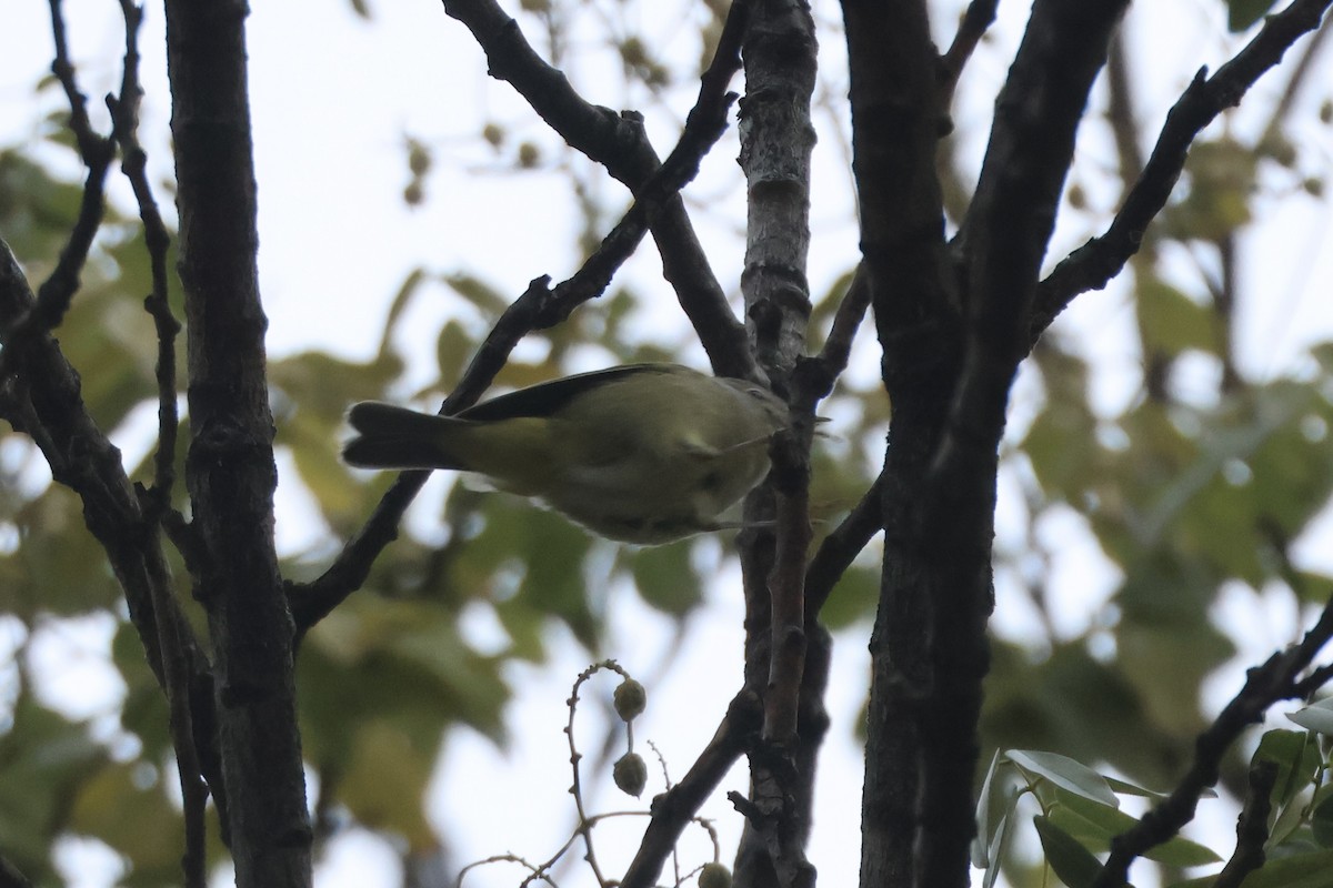 Orange-crowned Warbler - ML646349799
