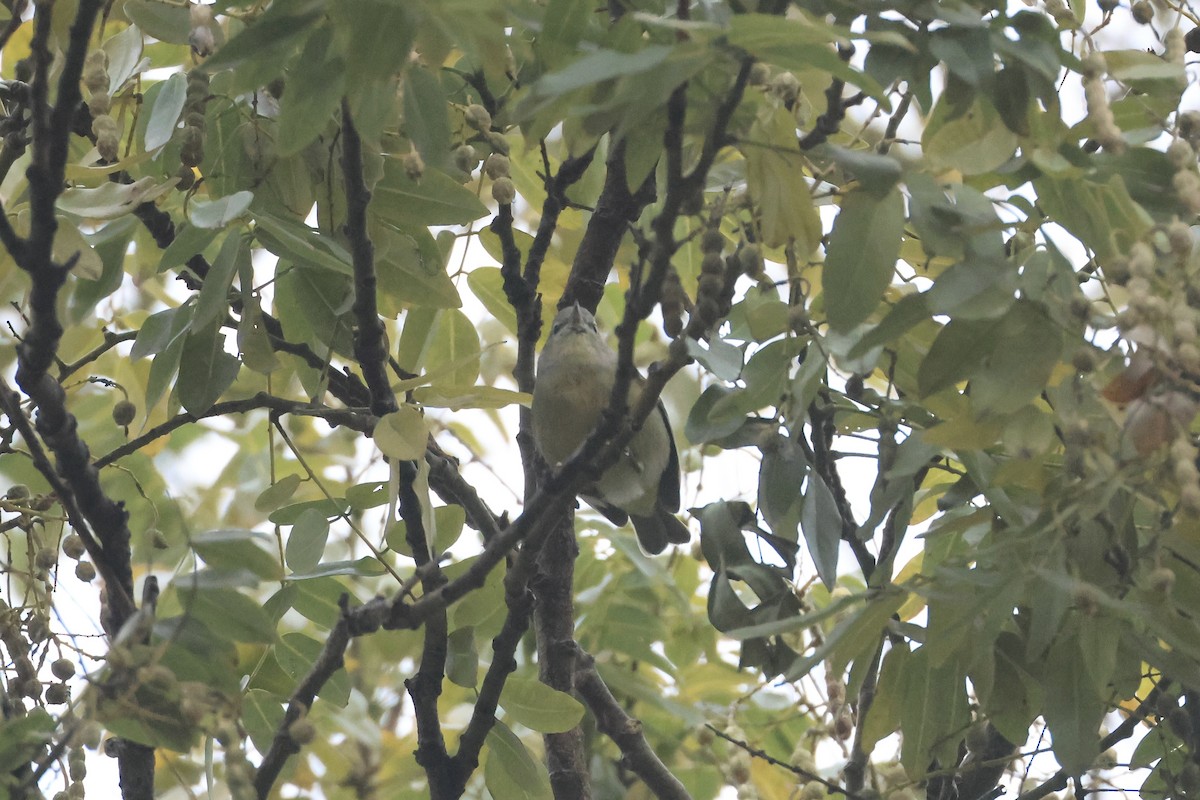 Orange-crowned Warbler - ML646349800
