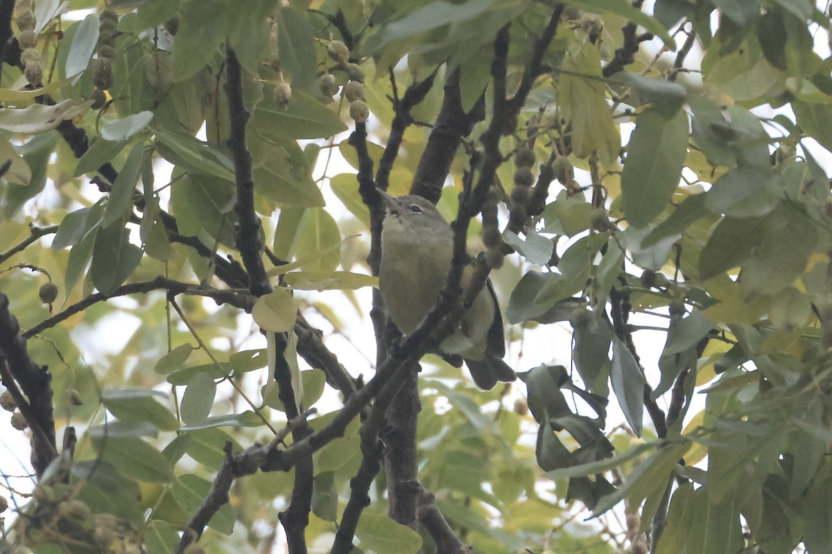 Orange-crowned Warbler - ML646349801