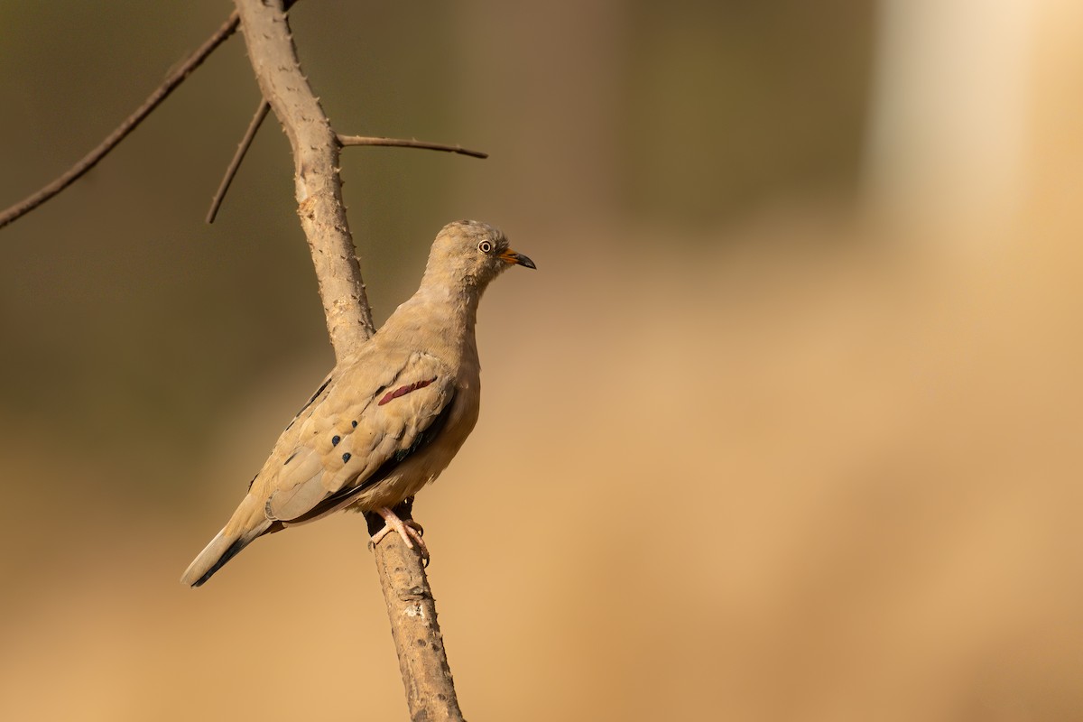 キバシヒメバト - ML646349802