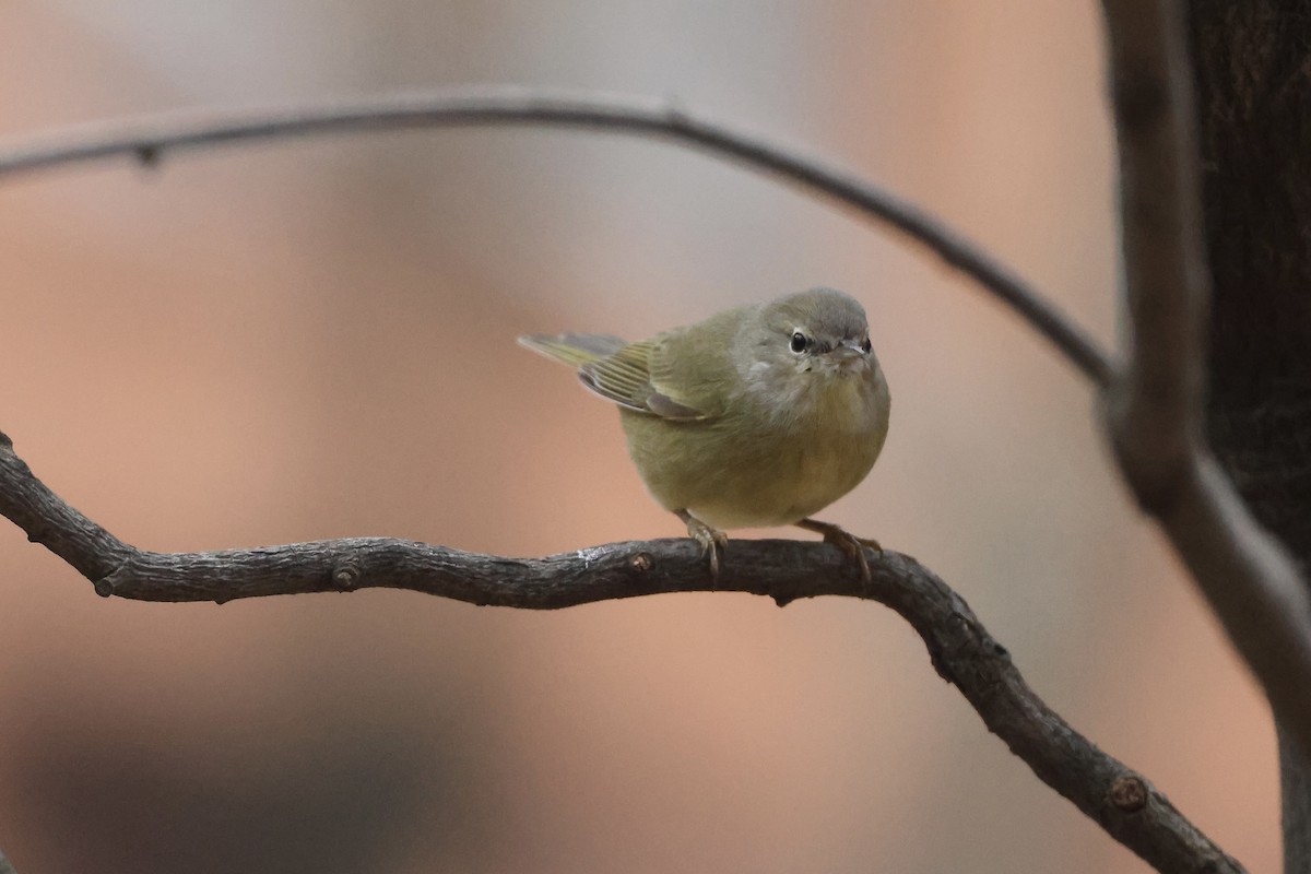 Orange-crowned Warbler - ML646349803