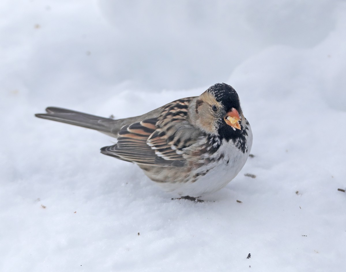 カオグロシトド - ML646349804