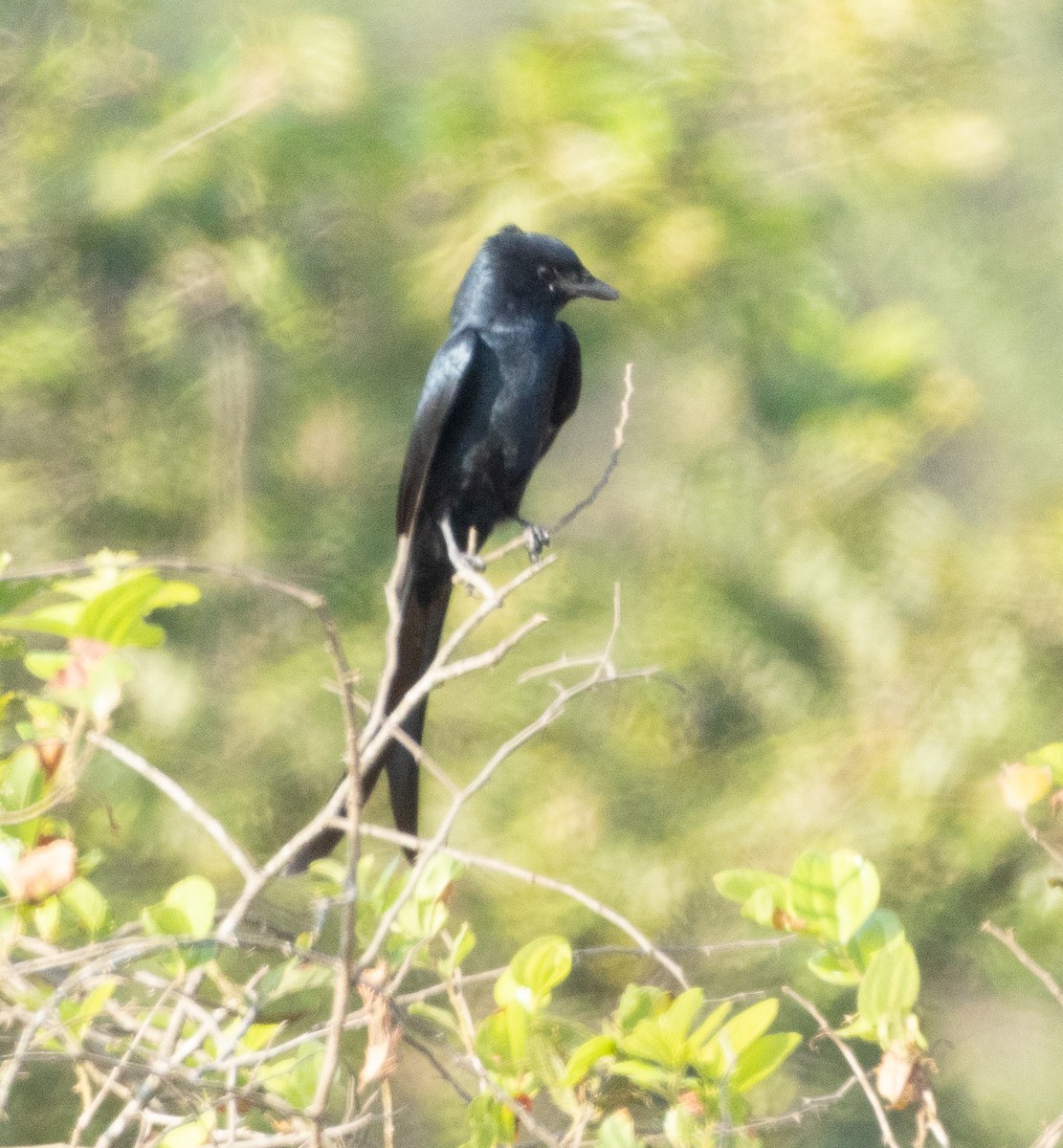 オウチュウ - ML646349805