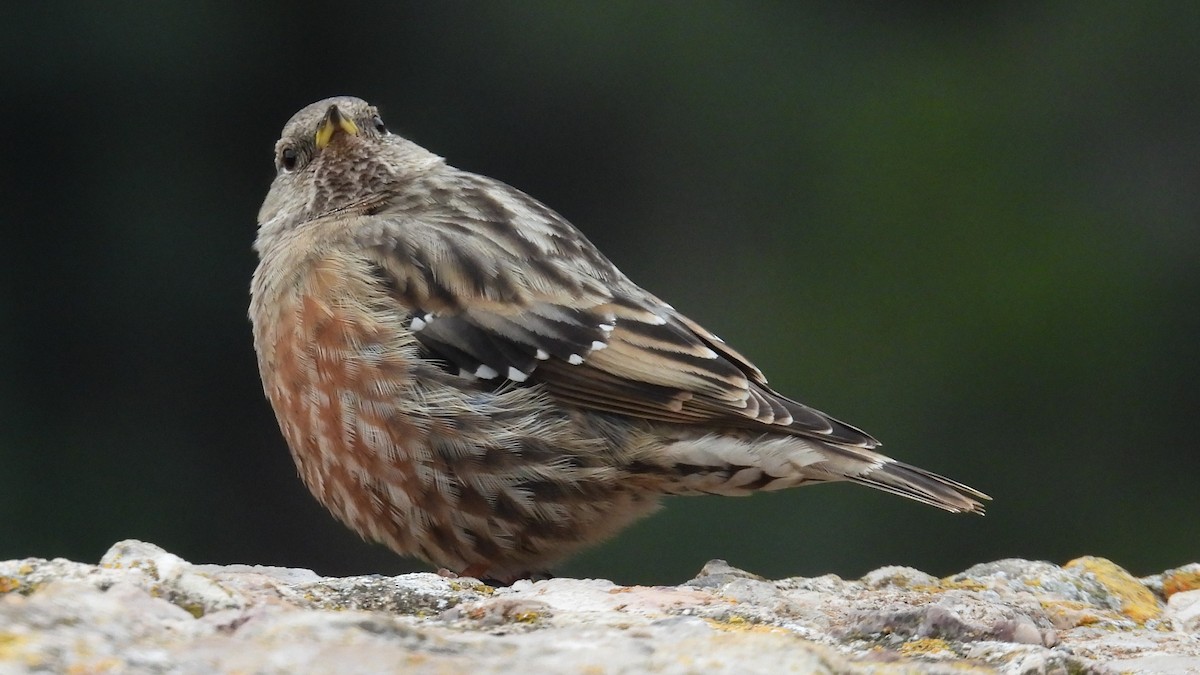 イワヒバリ - ML646349806