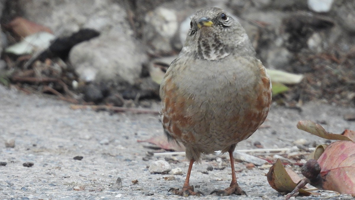 イワヒバリ - ML646349809