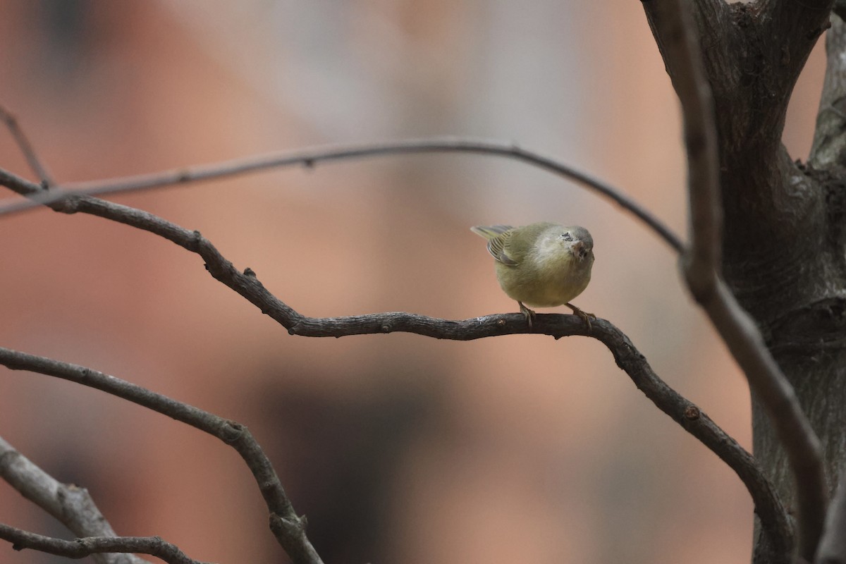 Orange-crowned Warbler - ML646349810