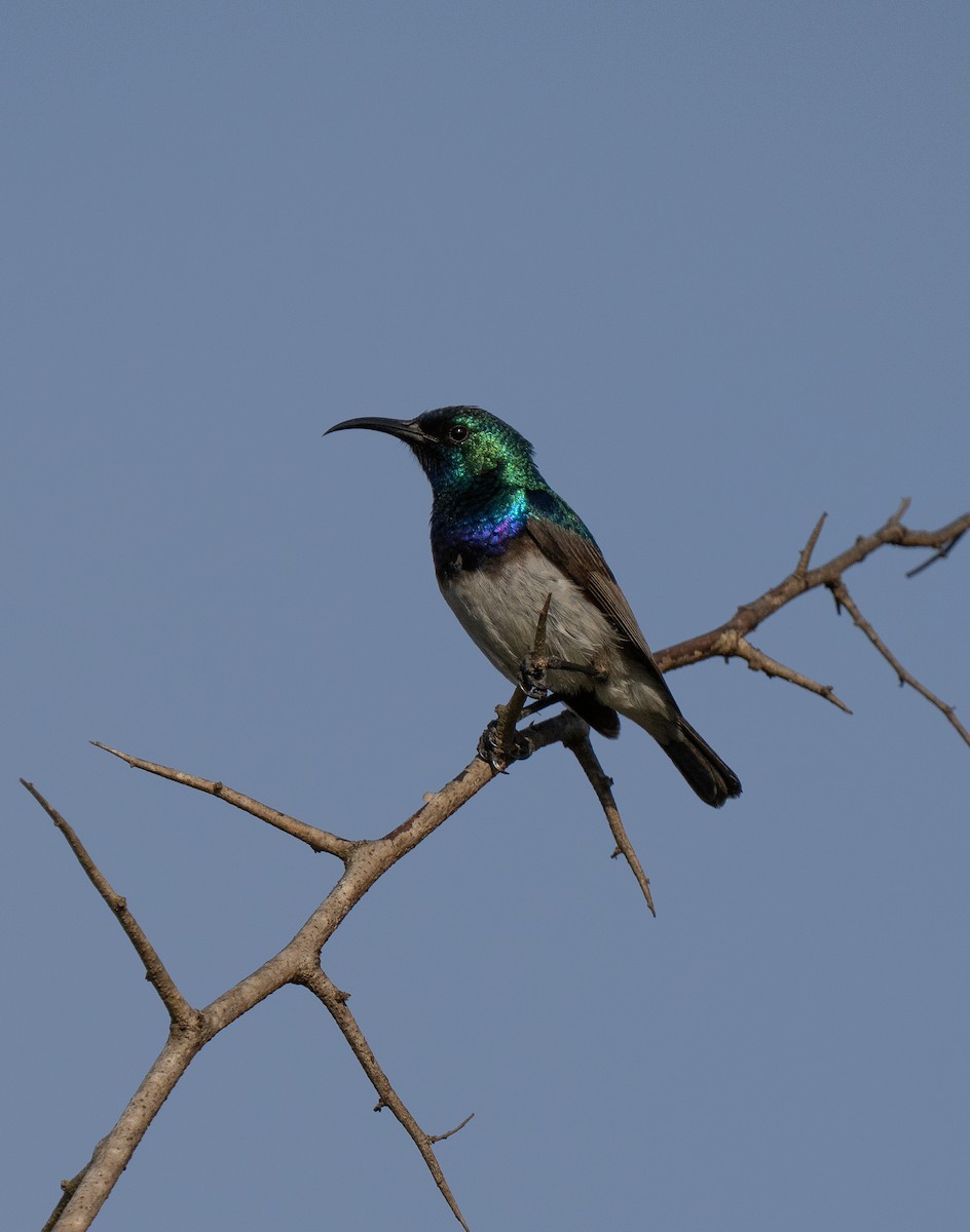 シロハラタイヨウチョウ - ML646349811