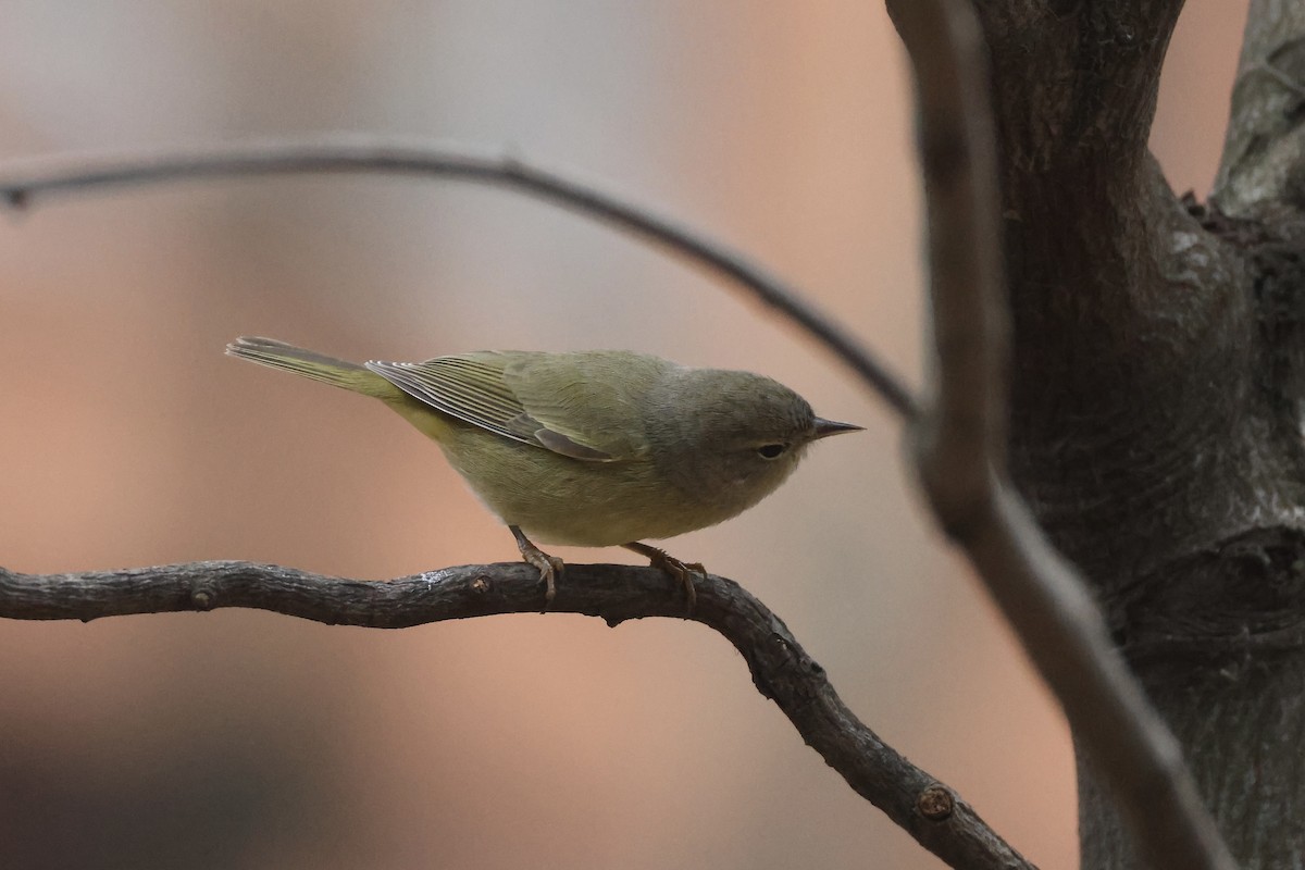 Orange-crowned Warbler - ML646349812