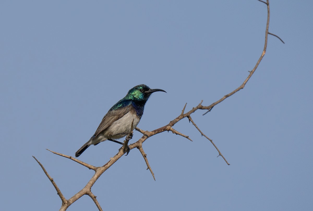 シロハラタイヨウチョウ - ML646349813