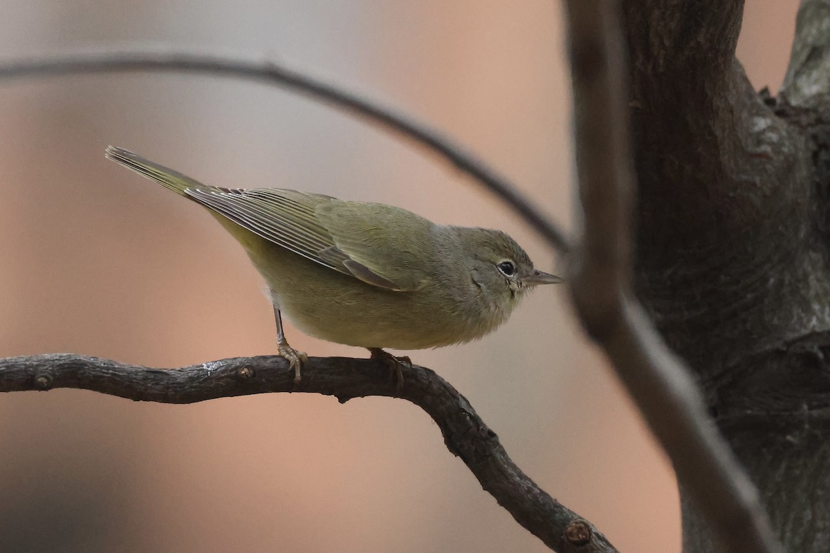 Orange-crowned Warbler - ML646349816