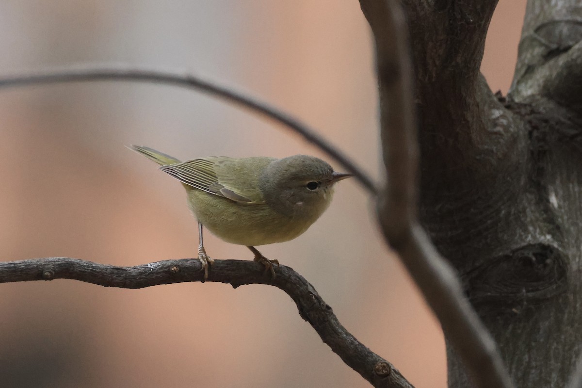 Orange-crowned Warbler - ML646349817