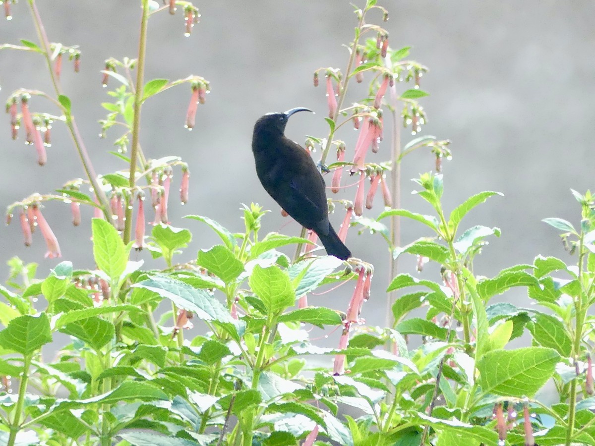 アメシストタイヨウチョウ - ML646349819