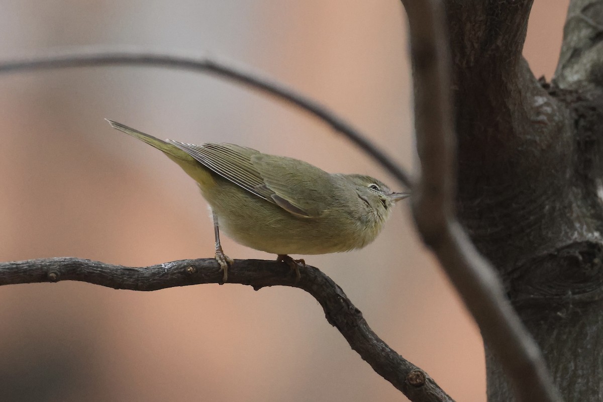 Orange-crowned Warbler - ML646349820