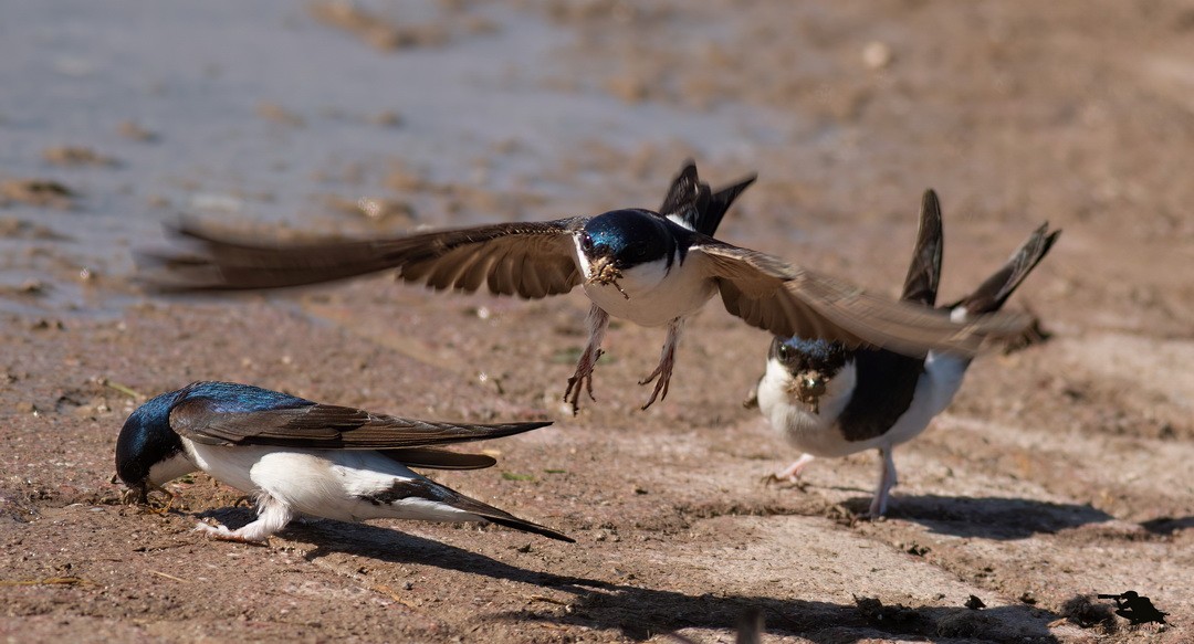 Western House-Martin - ML646349821