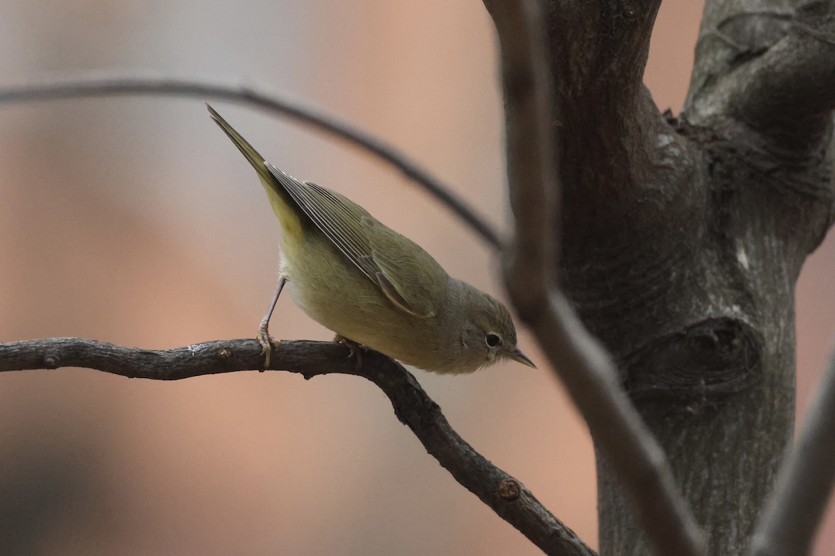 Orange-crowned Warbler - ML646349824