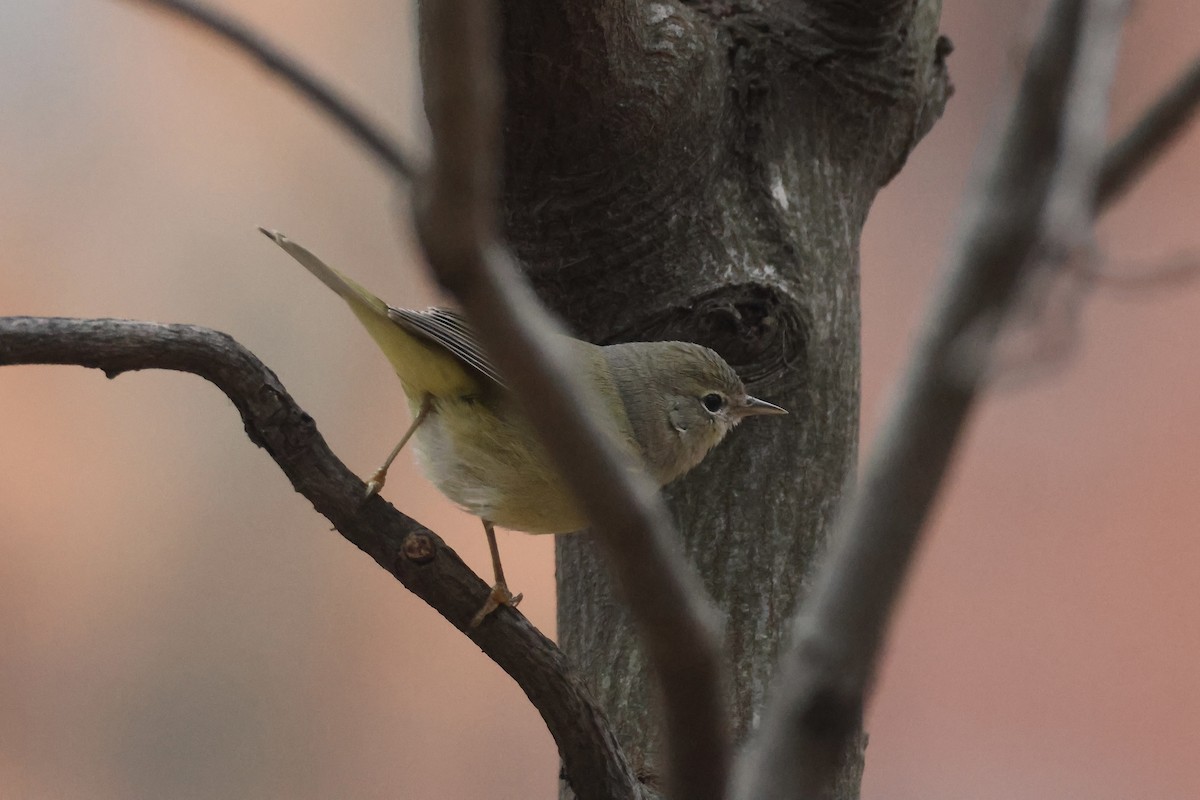 Orange-crowned Warbler - ML646349825