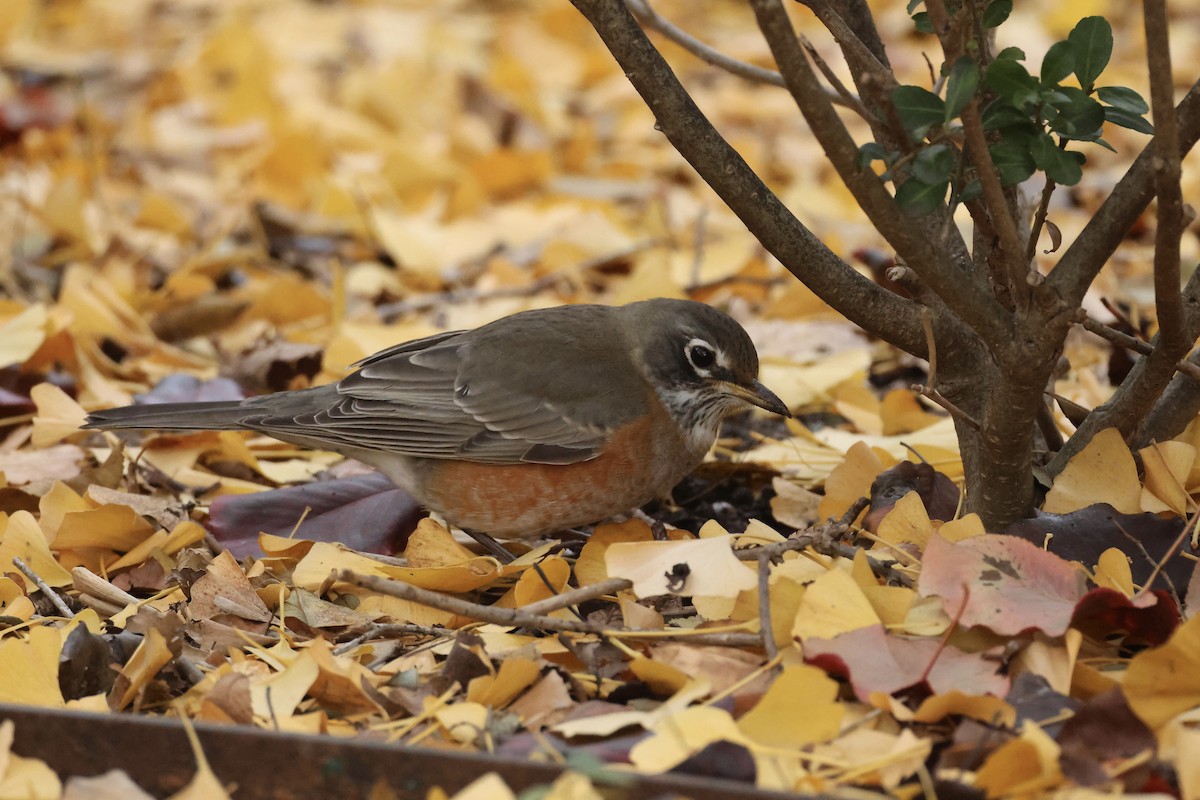 American Robin - ML646349829