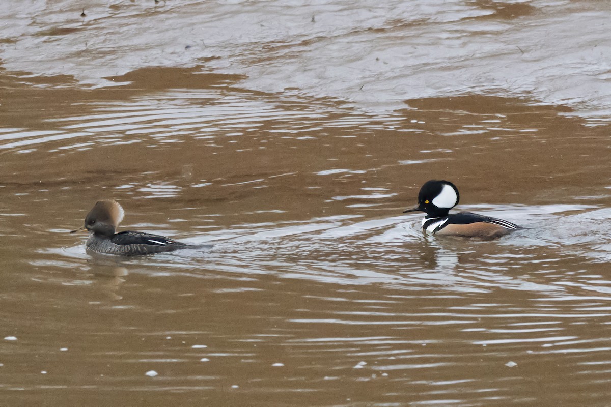 Hooded Merganser - ML646349830