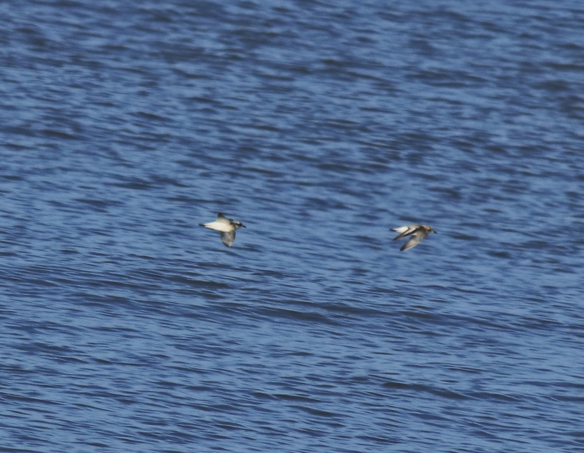Tibetan Sand-Plover - ML646349831