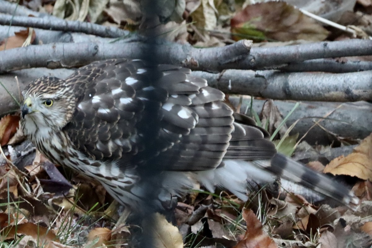 Cooper's Hawk - ML646349833