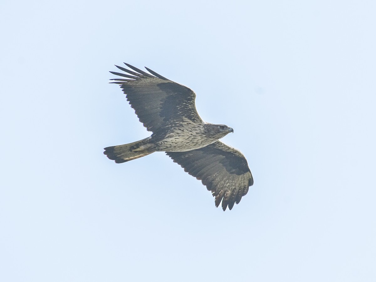 白腹鵰 - ML646349839