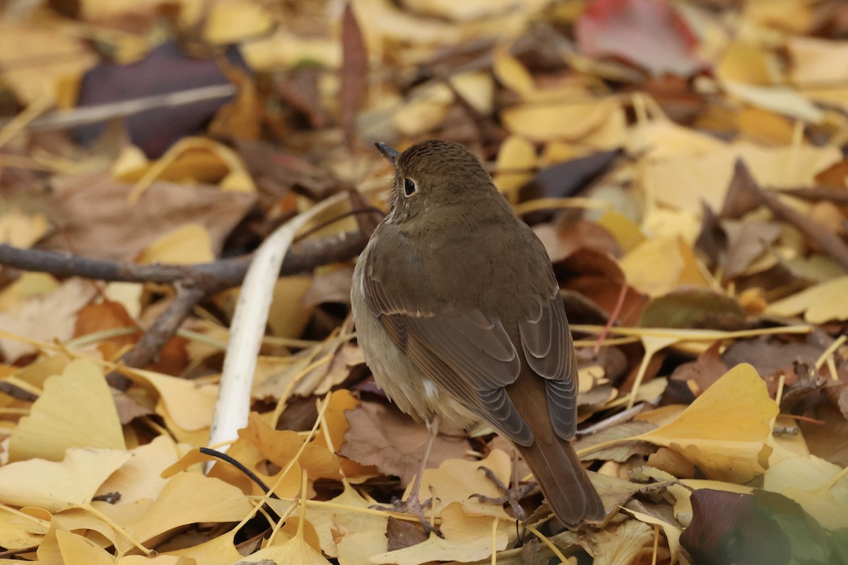 Hermit Thrush - ML646349841