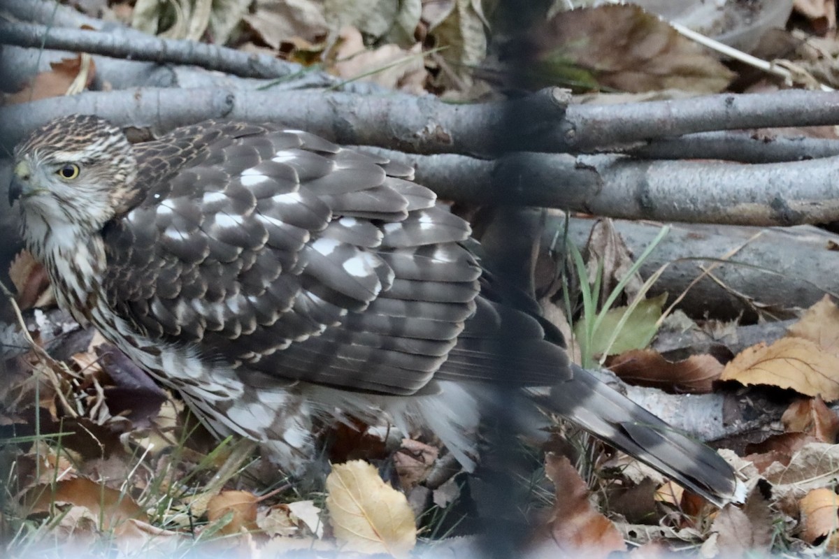 Cooper's Hawk - ML646349842