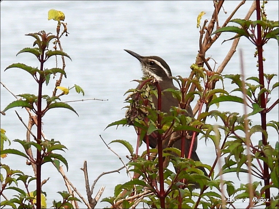 Dark-bellied Cinclodes - ML646349844