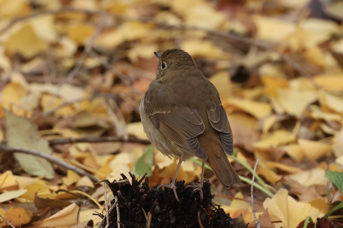 Hermit Thrush - ML646349845