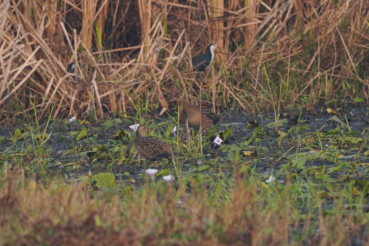 Watercock - ML646349848