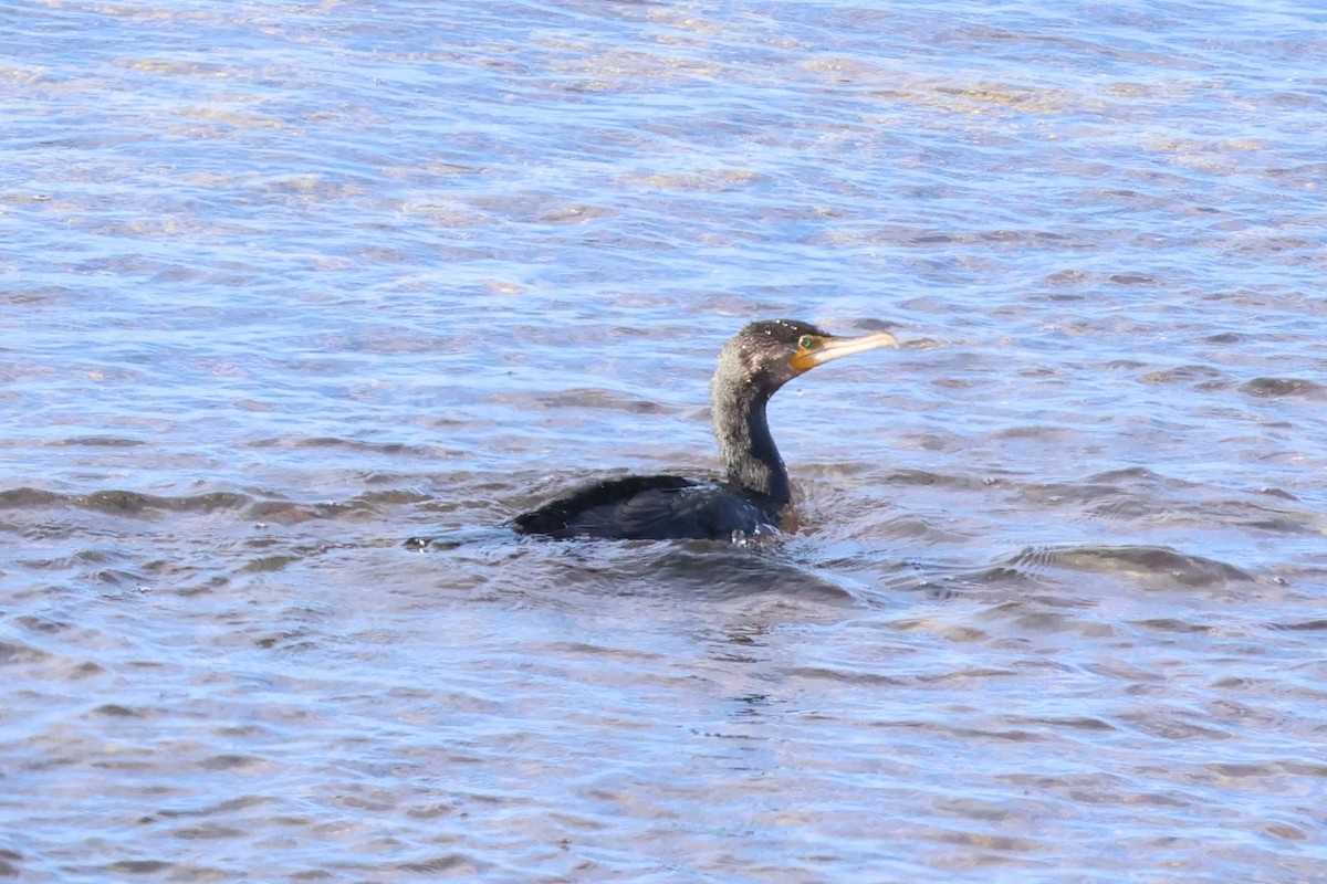 kormorán velký - ML646349861