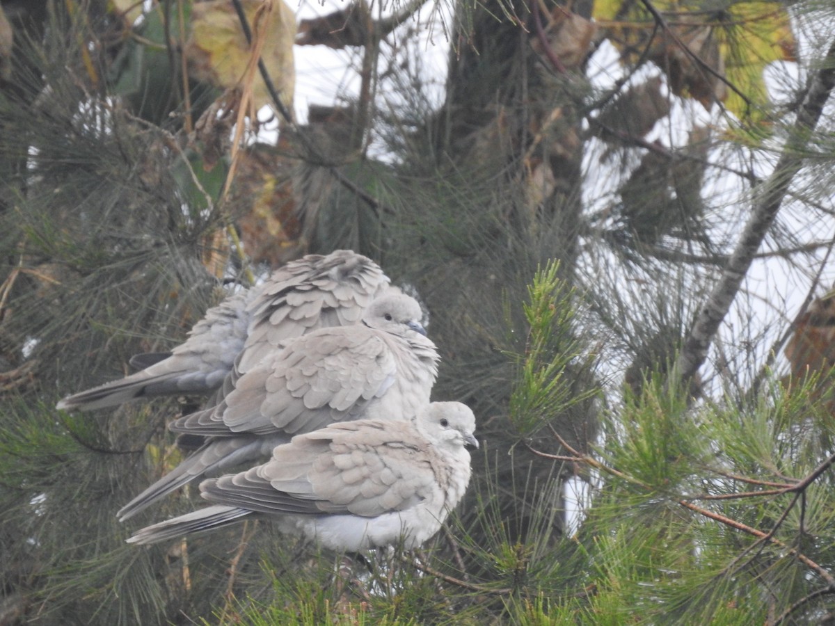 Буулгат хүүрзгэнэ - ML646349862