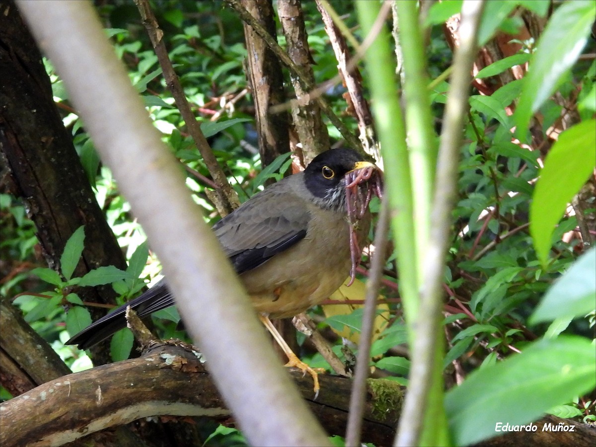 Austral Thrush - ML646349863