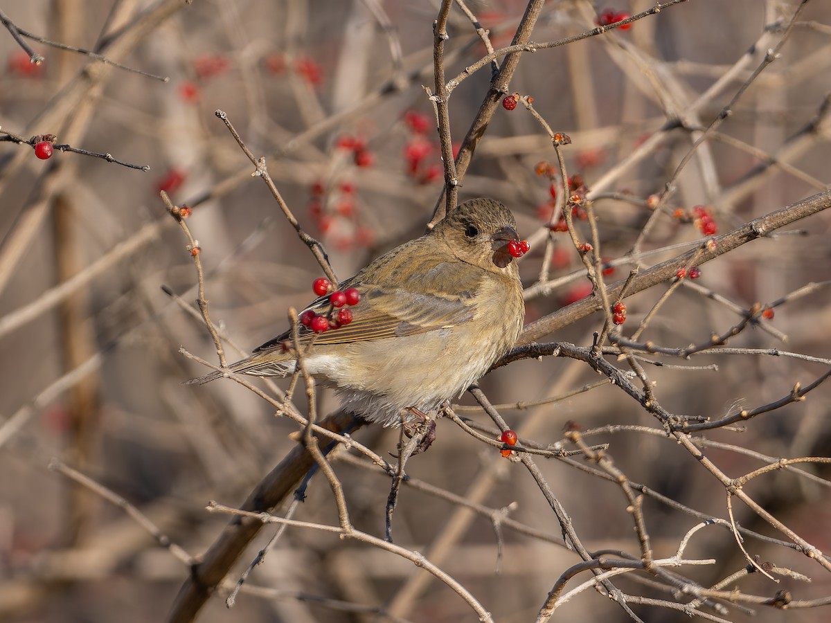 hýl rudý - ML646349866