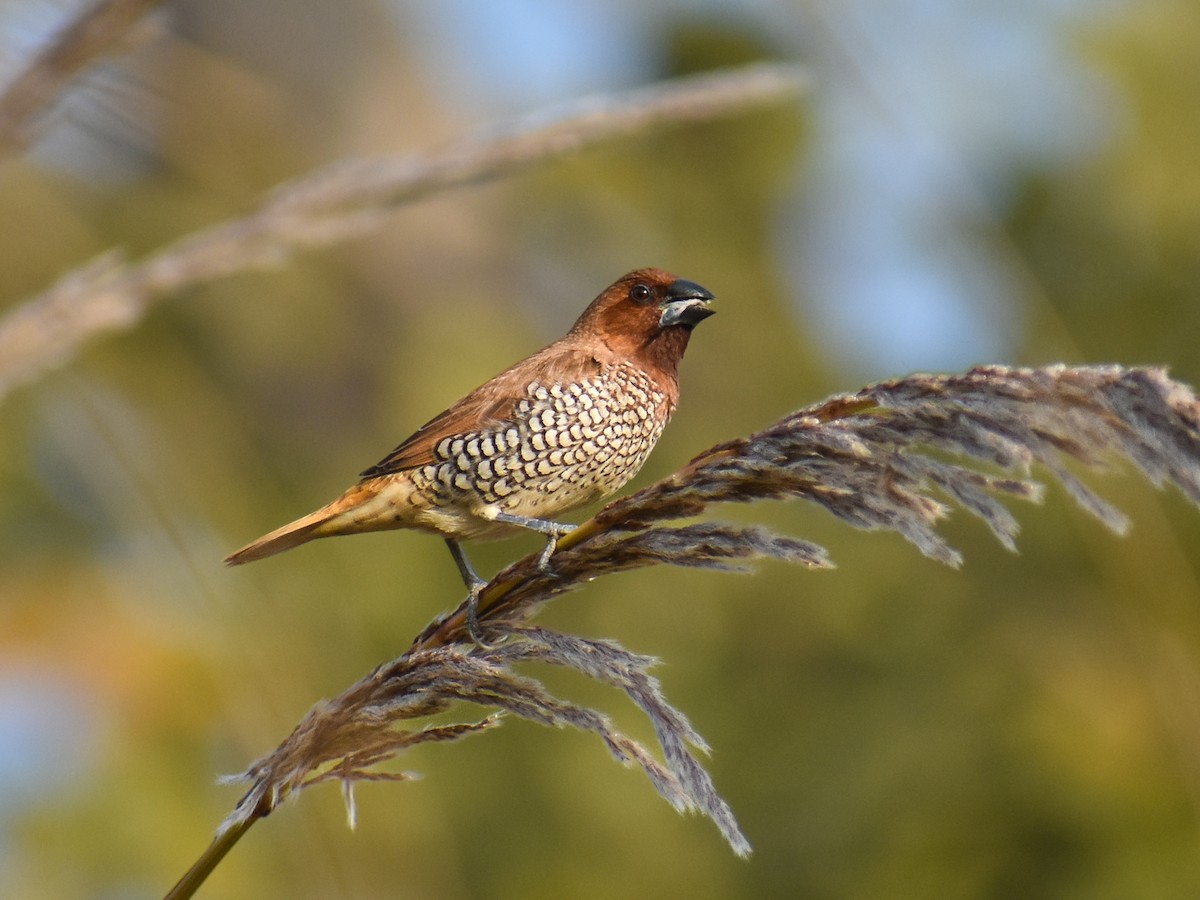 panenka muškátová - ML646349868