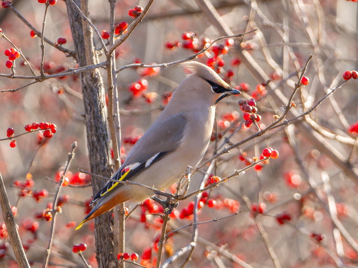 brkoslav severní - ML646349871
