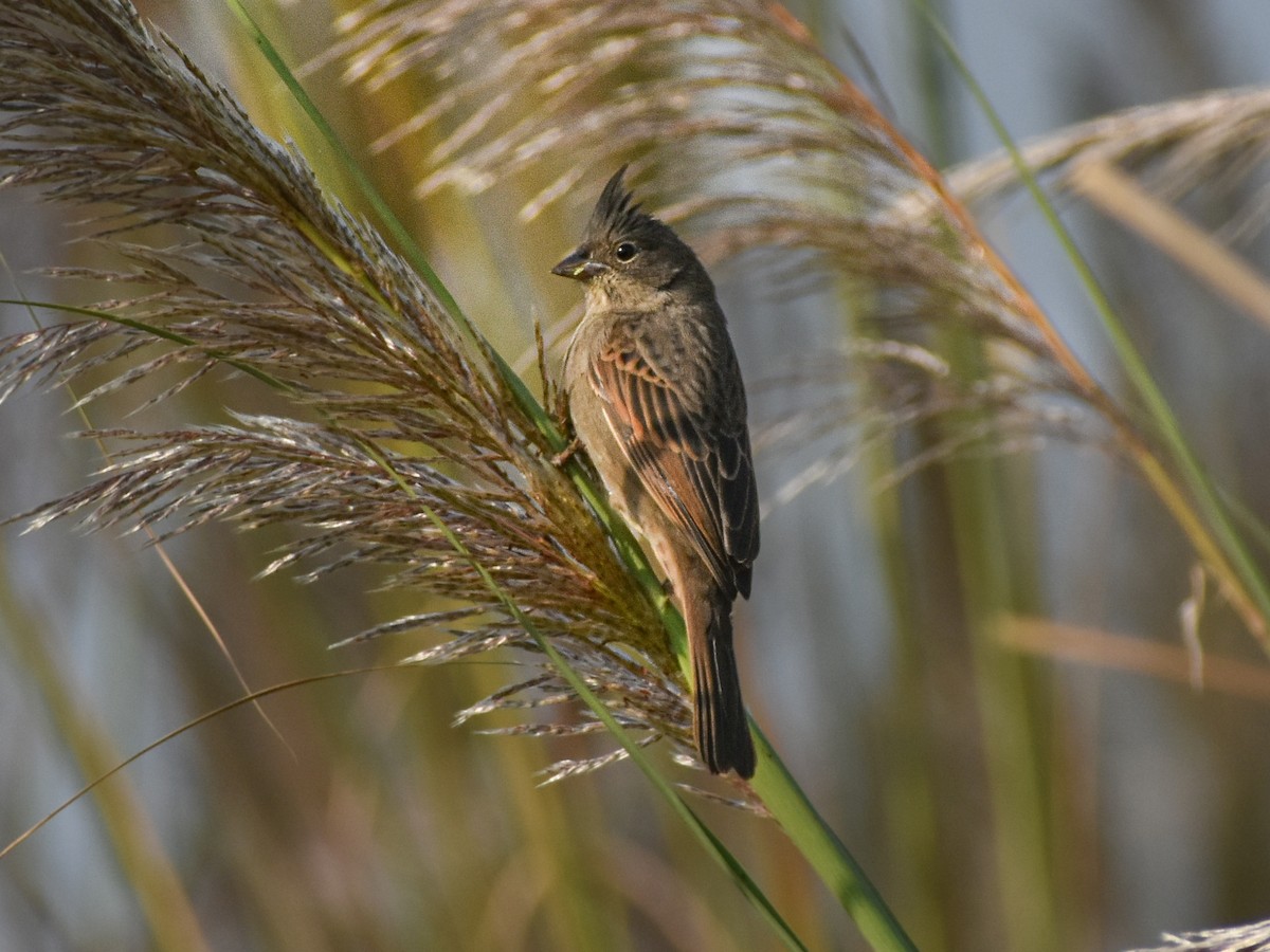 strnad chocholatý - ML646349872
