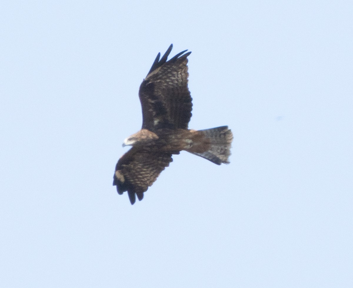 luňák hnědý - ML646349875