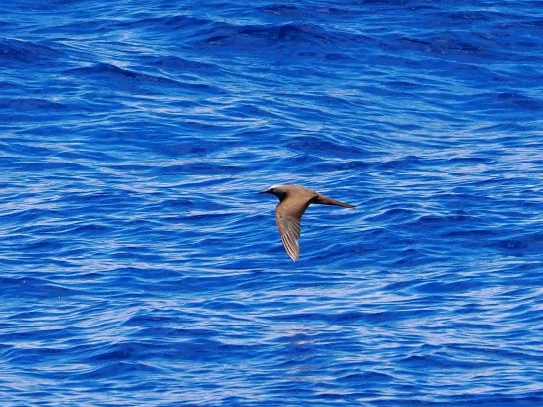 nody obecný - ML646349876