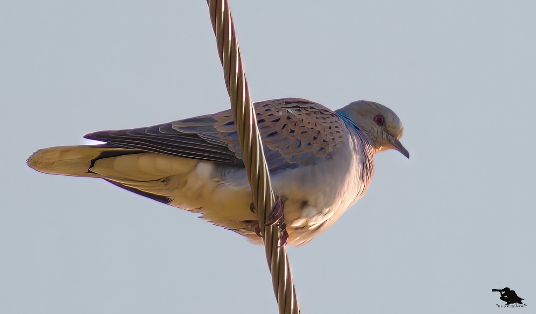 hrdlička divoká - ML646349880