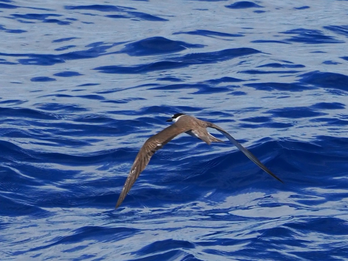 rybák černohřbetý - ML646349881