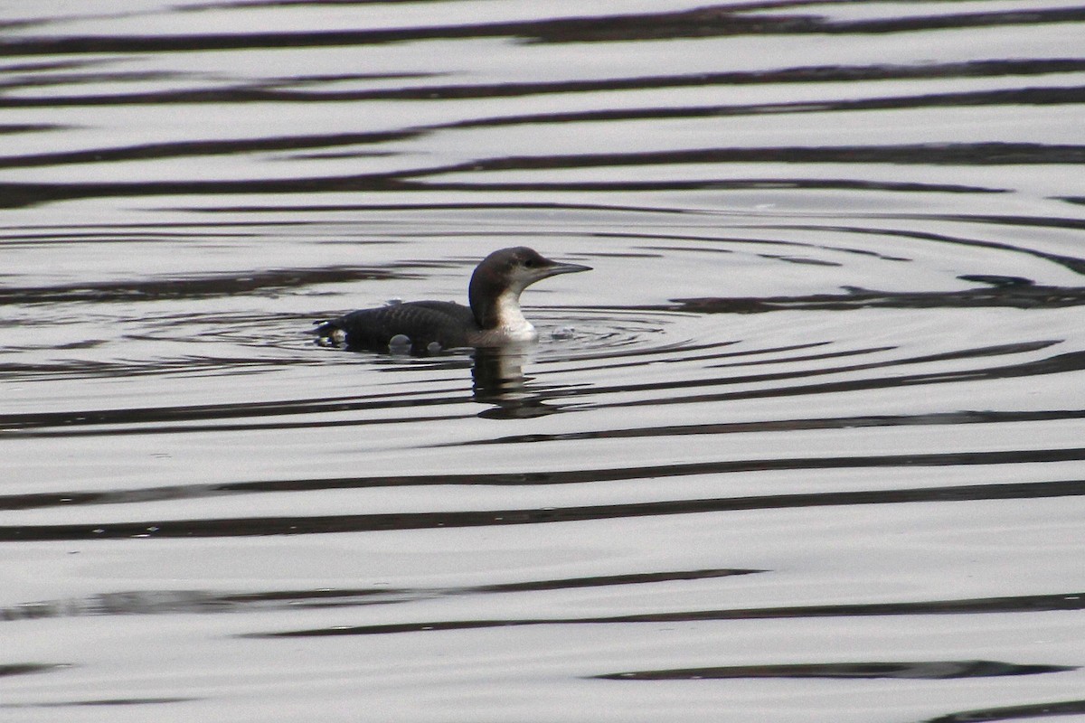 potáplice severní - ML646349882