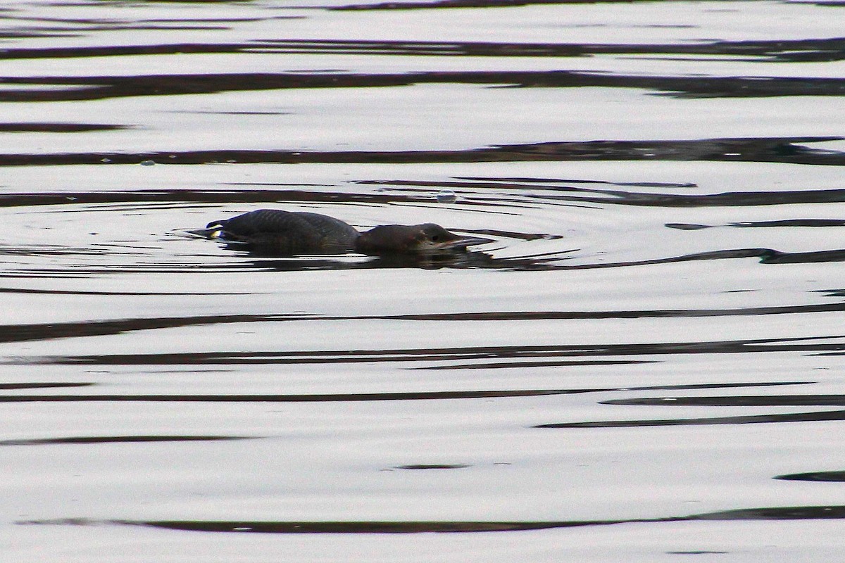 potáplice severní - ML646349883