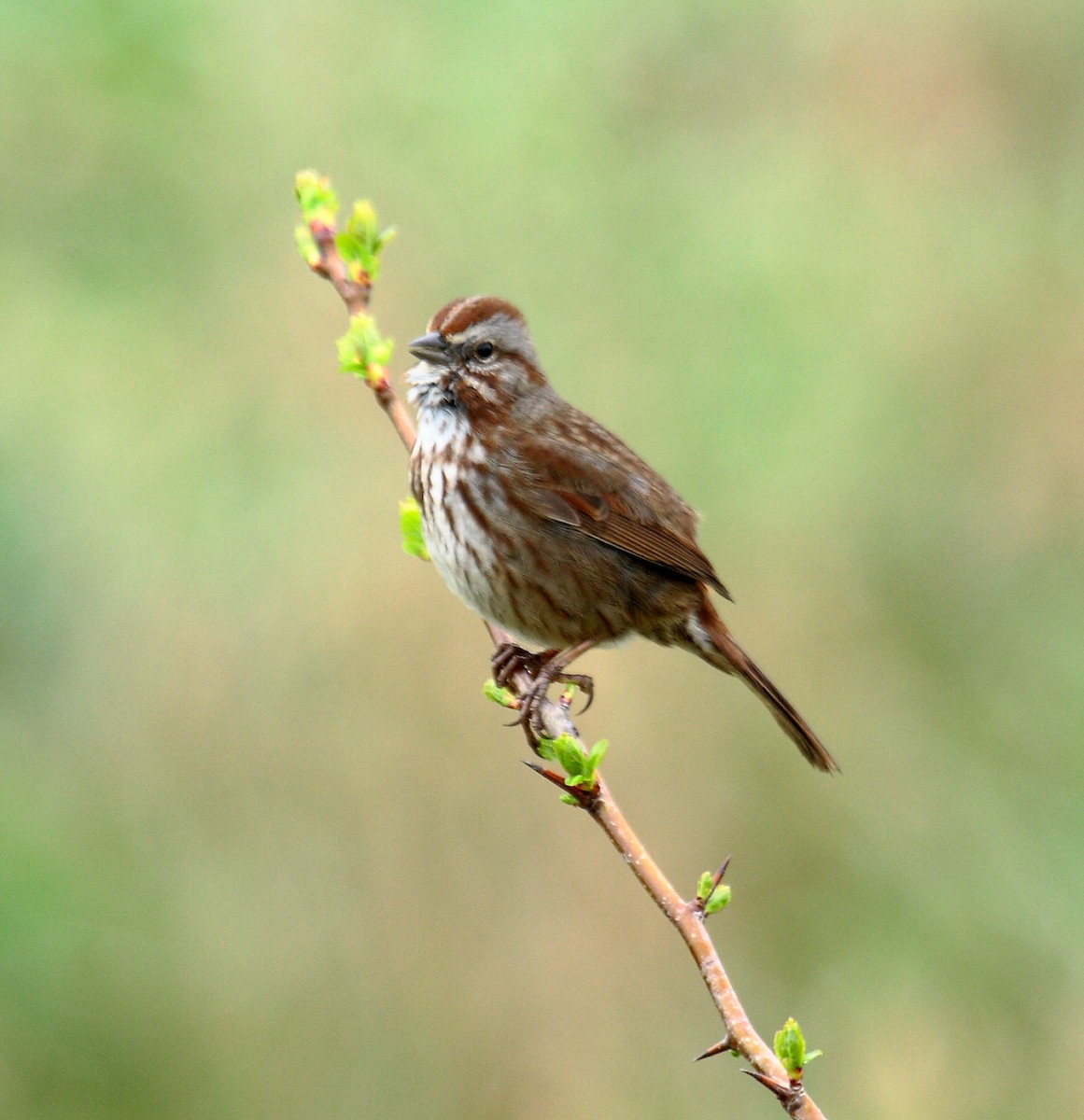 strnadec zpěvný - ML646349884