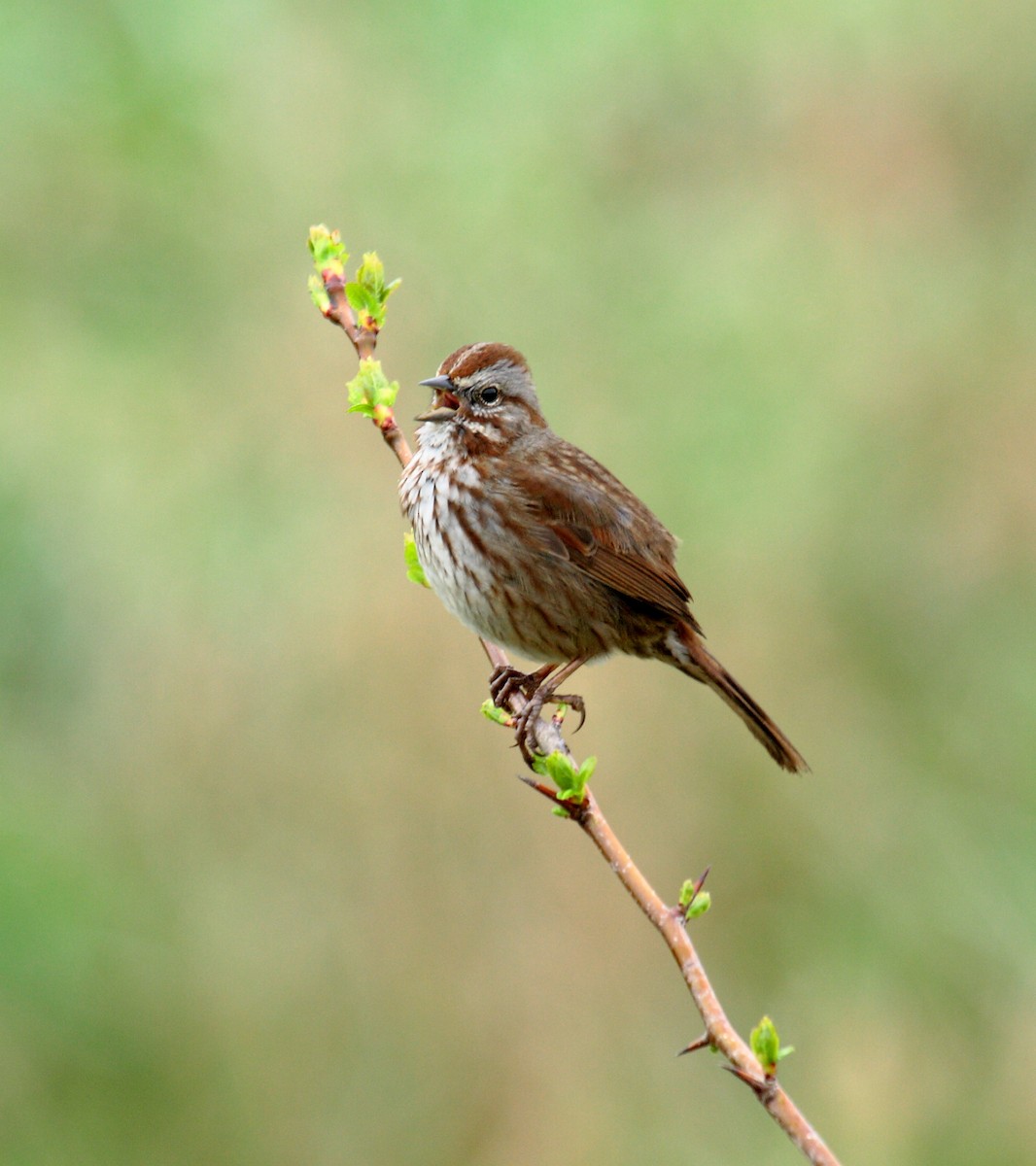 strnadec zpěvný - ML646349885