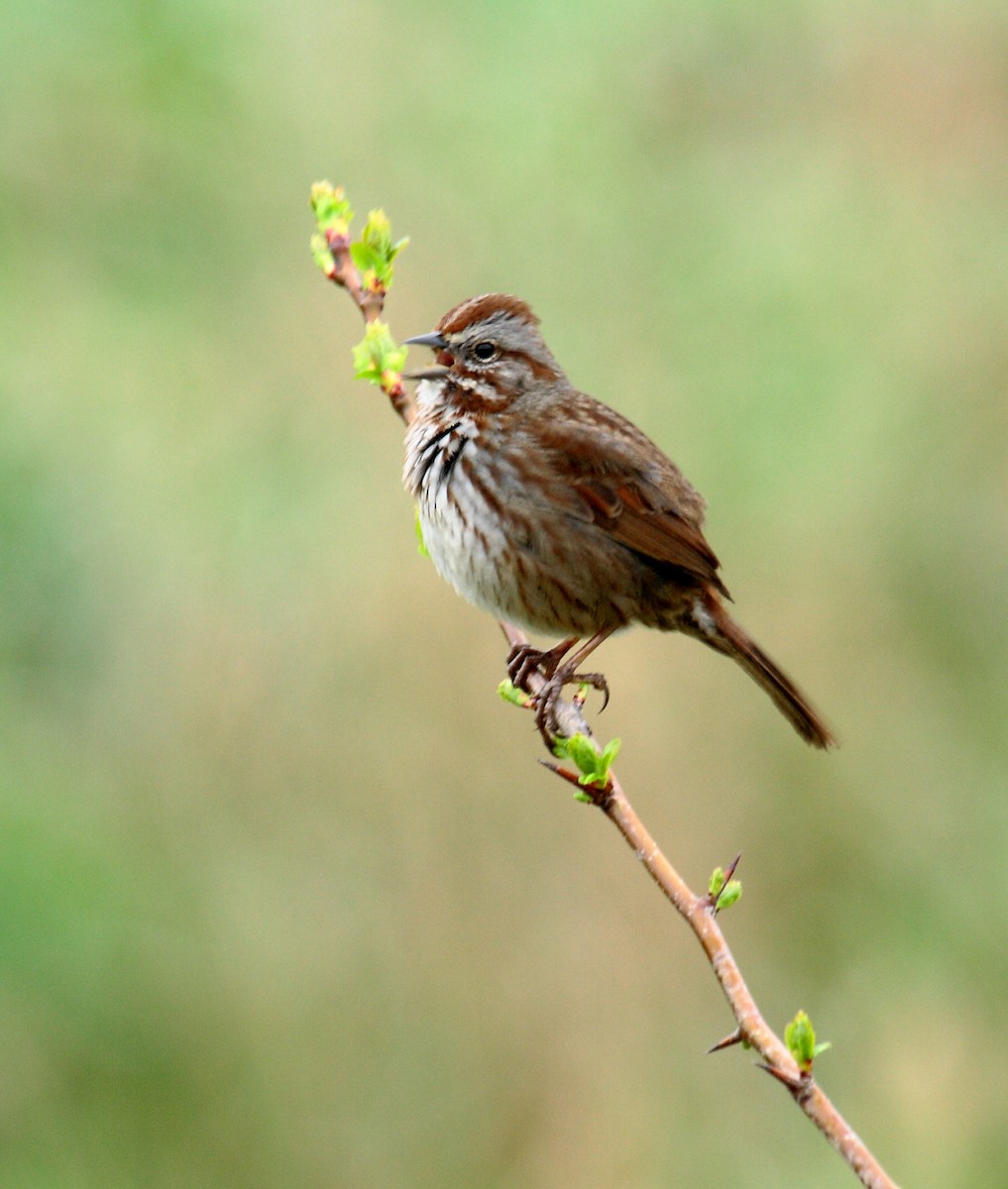 strnadec zpěvný - ML646349886