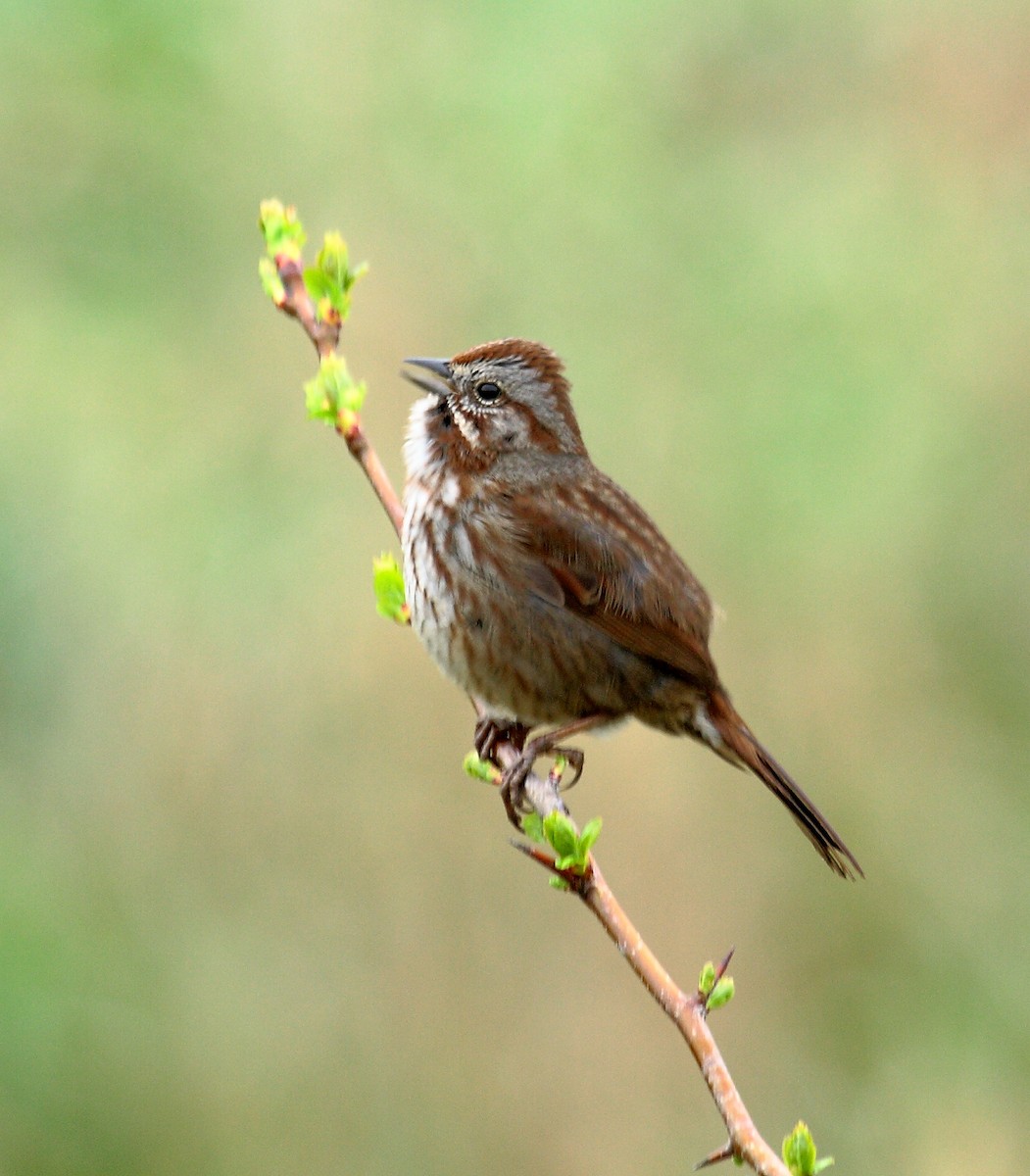 strnadec zpěvný - ML646349887