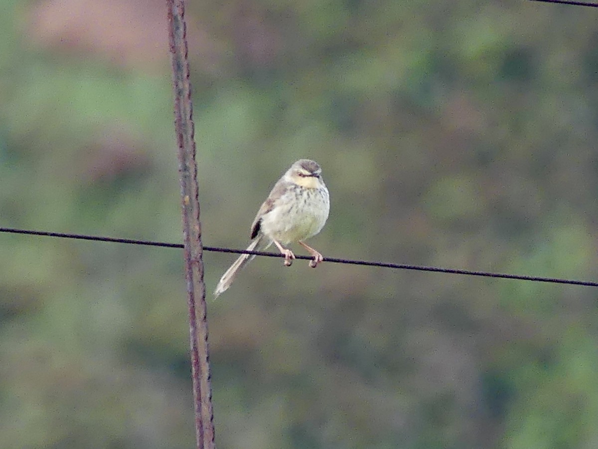 Drakensberg Prinia - ML646349888