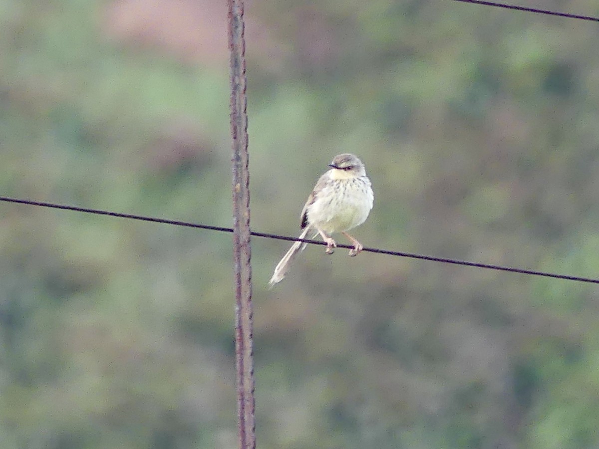 Drakensberg Prinia - ML646349889