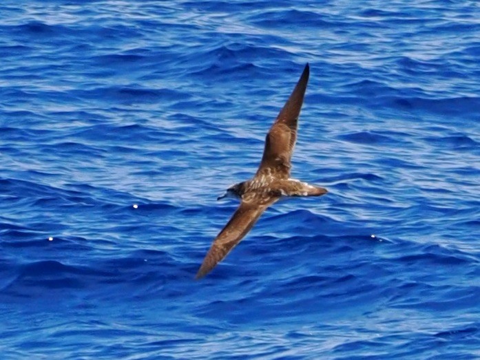 buřňák Bulwerův - ML646349890